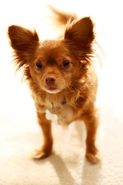 chihuahua mix with pekingese Managing Mixed Breed Maintenance: Health, Grooming, and Care