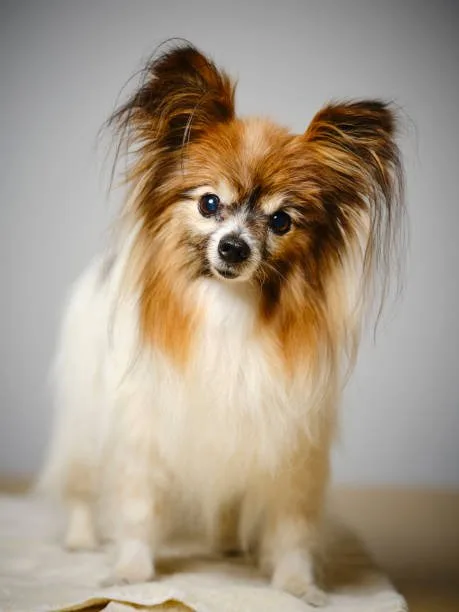 chihuahua mix with pekingese Health and Lifespan