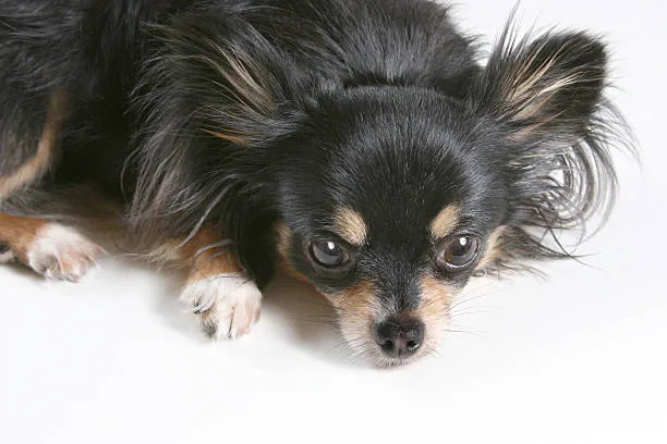 chihuahua mix with schnauzer Temperament and Personality