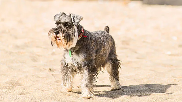 chihuahua mix with schnauzer Diet and Nutrition