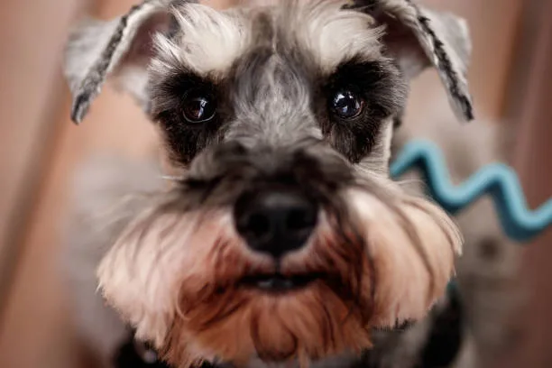 chihuahua mix with schnauzer Designer Breed Insights: The Schnauzer-Chi Hybrid