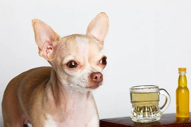 chihuahua mix with schnauzer Health and Wellness in the Life of a Schnauzer Mix