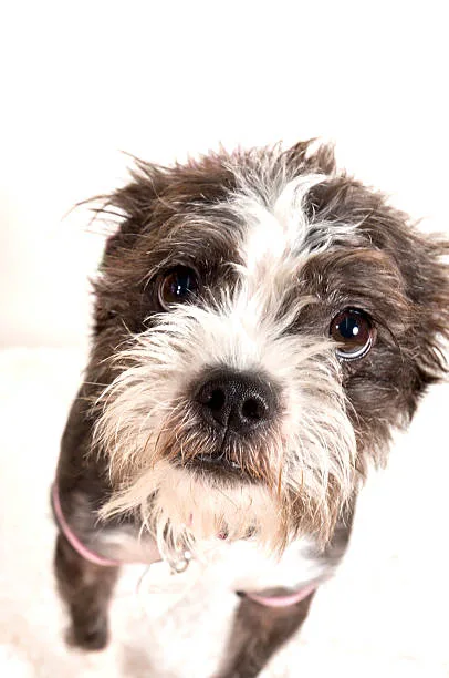 chihuahua mix with schnauzer Advantages of Owning a Chihuahua-Schnauzer Mix