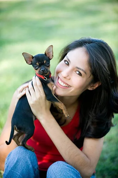 chihuahua mixed with border collie Training and Socialization