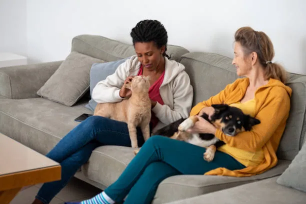 chihuahua mixed with border collie Suitable Home Environment