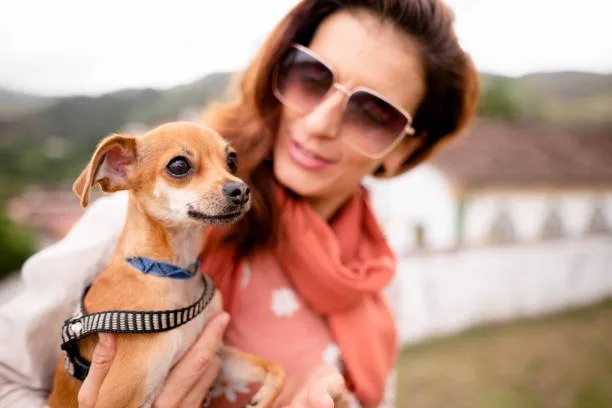 chihuahua mixed with border collie Adoption Considerations
