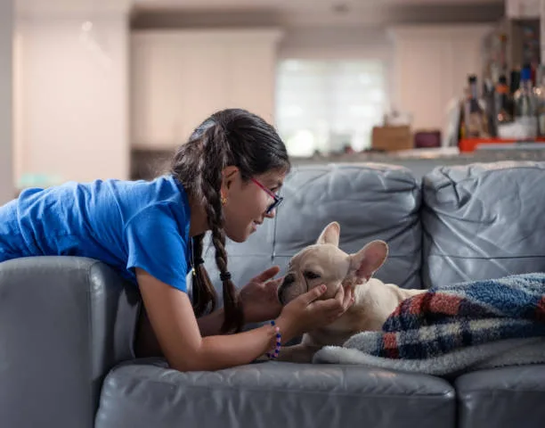 chihuahua mixed with border collie Integrating a Chi-Collie: Training and Socialization