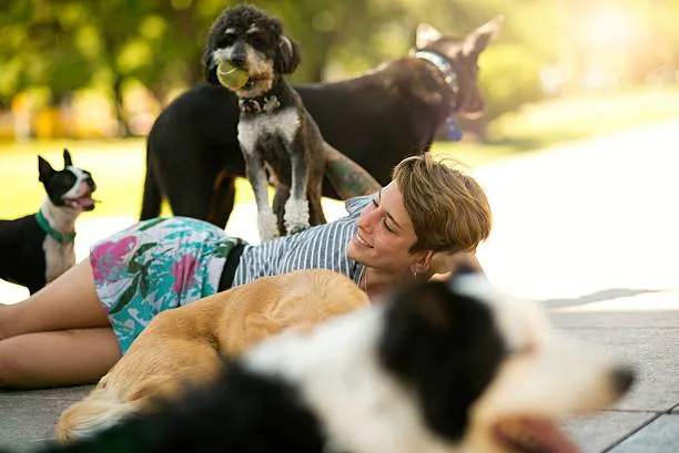 chihuahua mixed with doberman pinscher Success Stories and Owner Experiences
