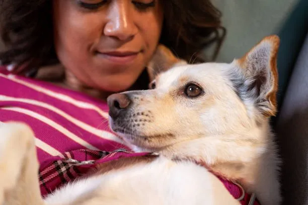 chihuahua mixed with pekingese Conclusion: Is the Chihuahua Pekingese Mix Right for You?