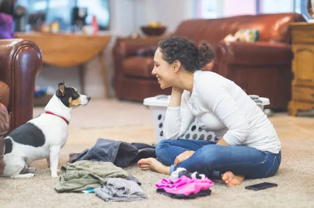 chihuahua mixed with pekingese Health, Diet, and Exercise: Caring for a Pekachi