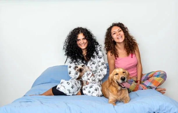 chihuahua mixed with pekingese Physical and Personality Traits of the Chihuahua Pekingese Mix