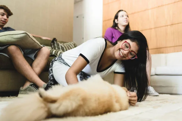 chihuahua mixed with pekingese Training and Socialization