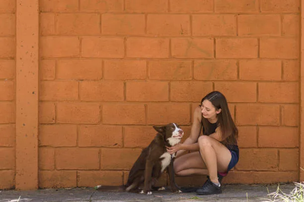 chihuahua mixed with weiner dog Compatibility with Families