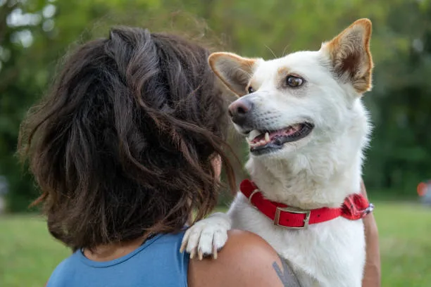 chihuahua mixed with weiner dog Navigating the Adoption Process for Designer Dogs