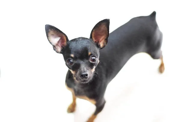 chihuahua pekingese mix Dietary Needs