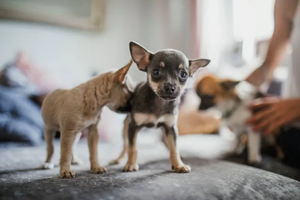 chihuahua pekingese mix Health and Vigor: How Hybrid Genetics Influence the Peke-A-Chi