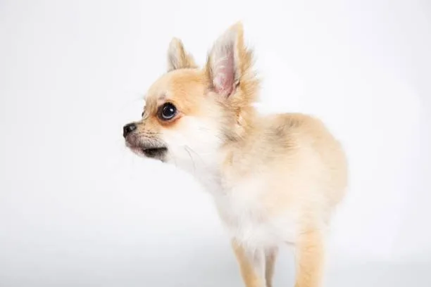chihuahua pekingese mix Finding a Chihuahua Pekingese Mix