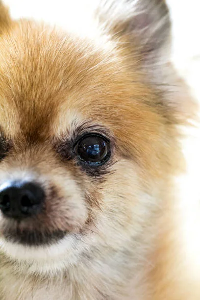 chihuahua pekingese mix Compatibility with Families
