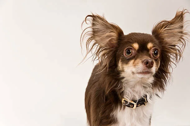 chihuahua pekingese mix Understanding the Cheeks Dog: A Designer Breed Overview