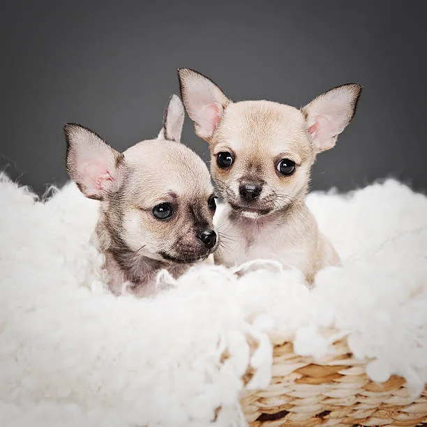  chihuahua pekingese mix puppies Health Considerations
