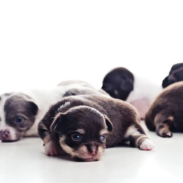  chihuahua pekingese mix puppies Conclusion: Is a Cheeks Right for You?