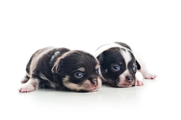  chihuahua pekingese mix puppies Designer Dog Dynamics: Affectionate Chi-Pek Qualities
