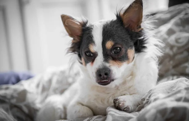  chihuahua pekingese mix puppies Training and Socialization