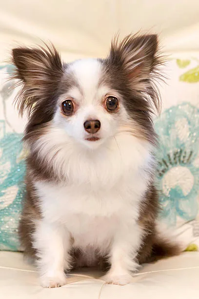  chihuahua pekingese mix puppies Temperament and Personality