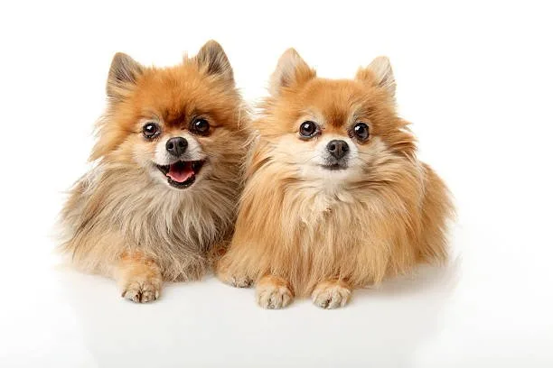 chihuahua pekingese mix Grooming Requirements