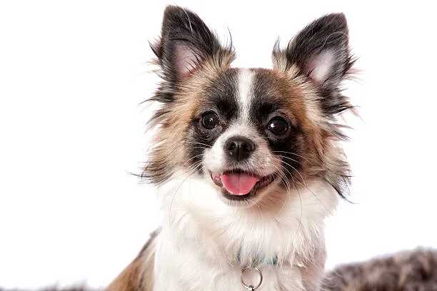  chihuahua pekingese pomeranian mix Grooming Requirements