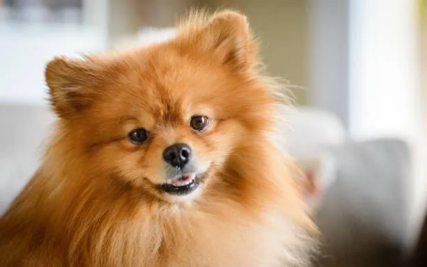  chihuahua pekingese pomeranian mix Diet, Nutrition, and Lifespan Considerations
