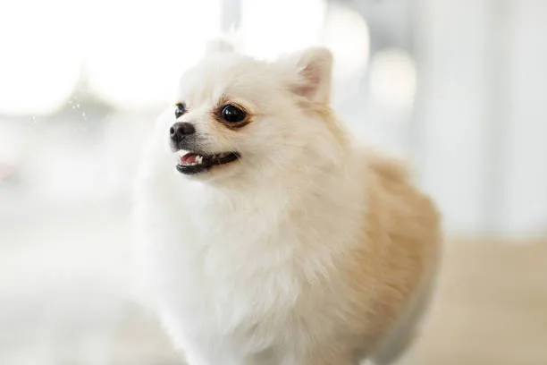  chihuahua pekingese pomeranian mix Suitability as a Family Pet