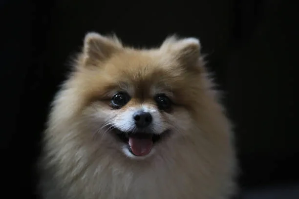  chihuahua pekingese pomeranian mix Dietary Needs