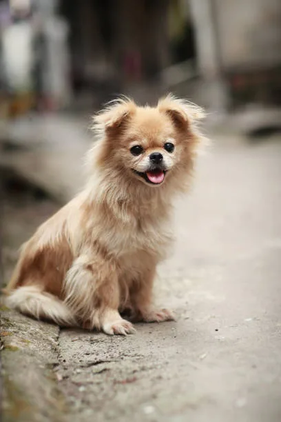  chihuahua pekingese pomeranian mix Health Considerations