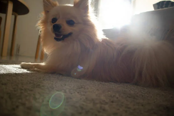  chihuahua pekingese pomeranian mix Training and Exercise Needs