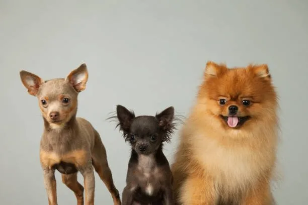  chihuahua pekingese pomeranian mix Temperament and Behavior