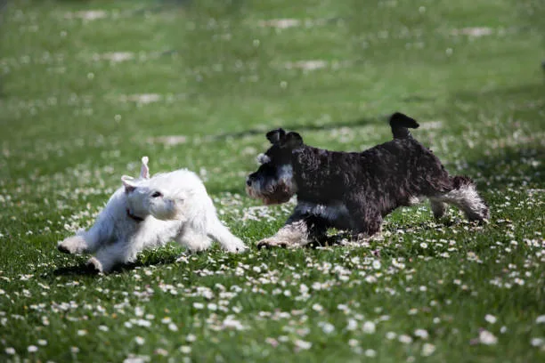 chihuahua schnauzer mix Training and Exercise Needs