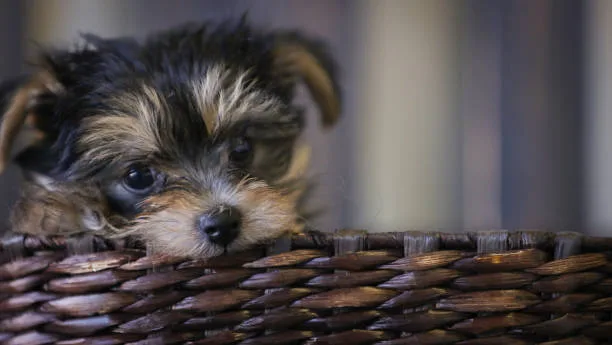 chihuahua schnauzer mix Diet and Nutrition