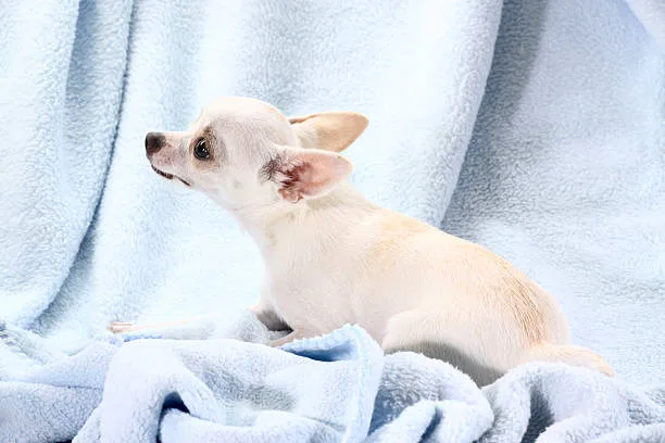 chihuahua schnauzer mix Size and Appearance Expectations
