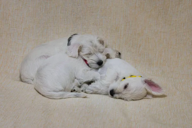  chihuahua schnauzer mix puppies Rescue and Support Organizations