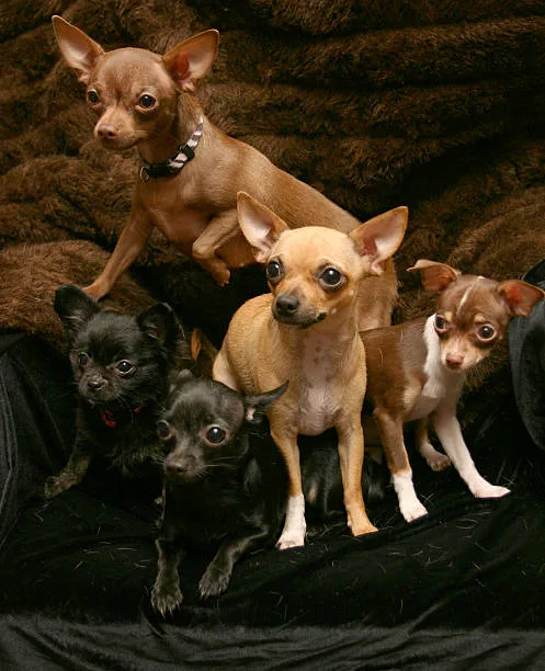  chihuahua schnauzer mix puppies Behavioral Foundations and Training Strategies for Chihuahua Schnauzer Mix Puppies