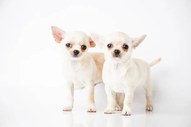  chihuahua schnauzer mix puppies Suitability for Families and Living Situations