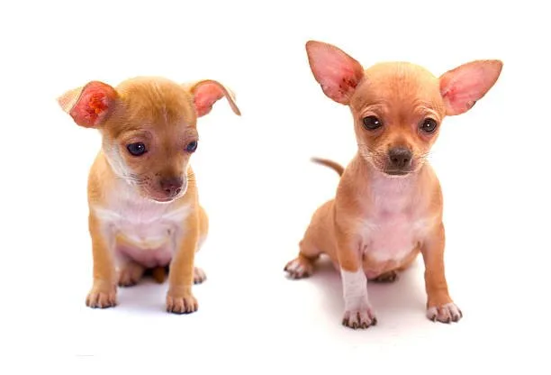  chihuahua schnauzer mix puppies Grooming Essentials for Chihuahua Schnauzer Mixes: Coat Care and Allergies