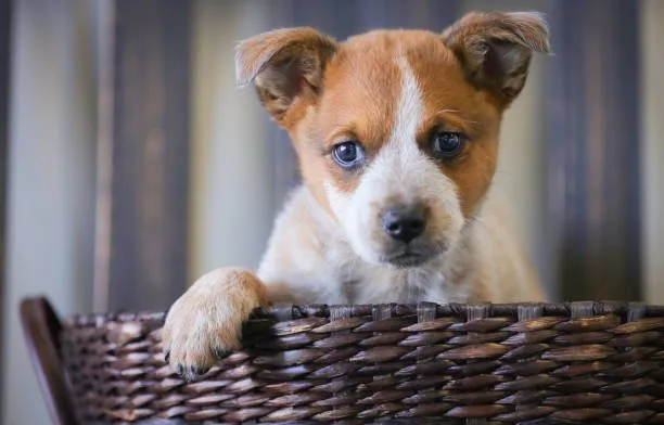  chihuahua schnauzer mix puppies Conclusion: Is a Chihuahua Schnauzer Mix Right for You?