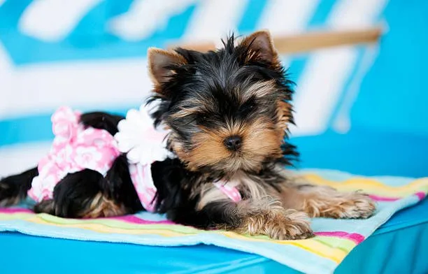  chihuahua schnauzer mix puppies Health Considerations and Lifespan