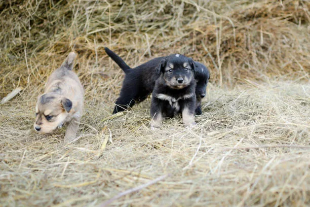  chihuahua schnauzer mix puppies The Importance of Early Socialization and Training