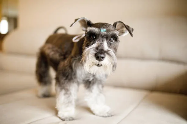  chihuahua schnauzer mix puppies Costs of Ownership