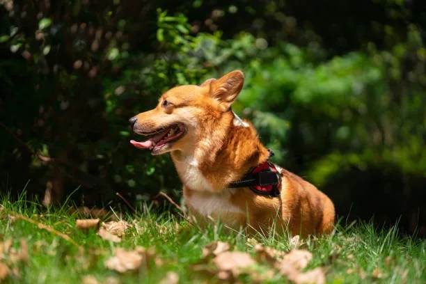  chihuahua shiba inu mix Grooming and Daily Care for Your Shiba Inu Chihuahua Hybrid