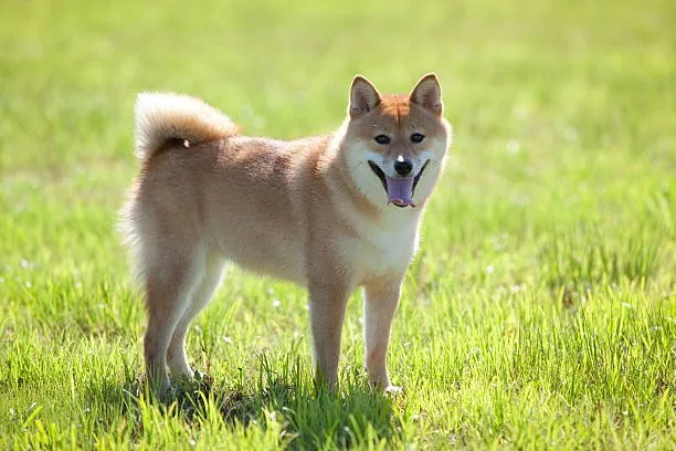  chihuahua shiba inu mix Adopting a Chihuahua Shiba Inu Mix