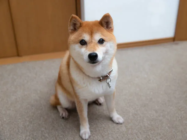  chihuahua shiba inu mix Health and Lifestyle Considerations for Chihuahua Mixed Breeds